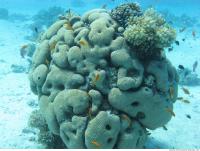 Brain coral Diploria cerebriformis 4